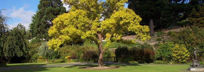 Tree care